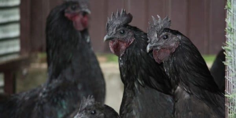 Jedinstvena kineska rasa kokoši uheilui